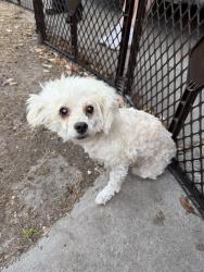 Lost Female Dog last seen Morrell , Baytown, TX 77521