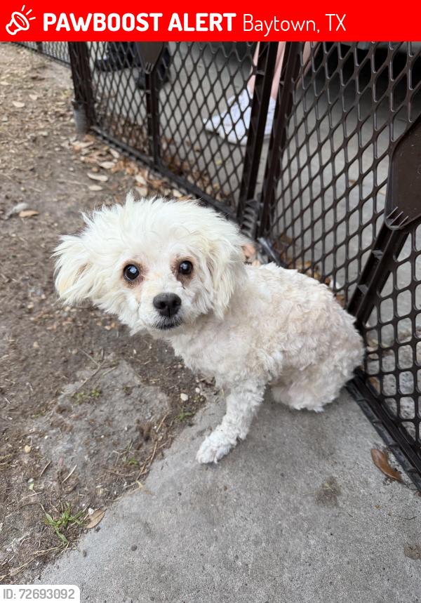 Lost Female Dog last seen Morrell , Baytown, TX 77521