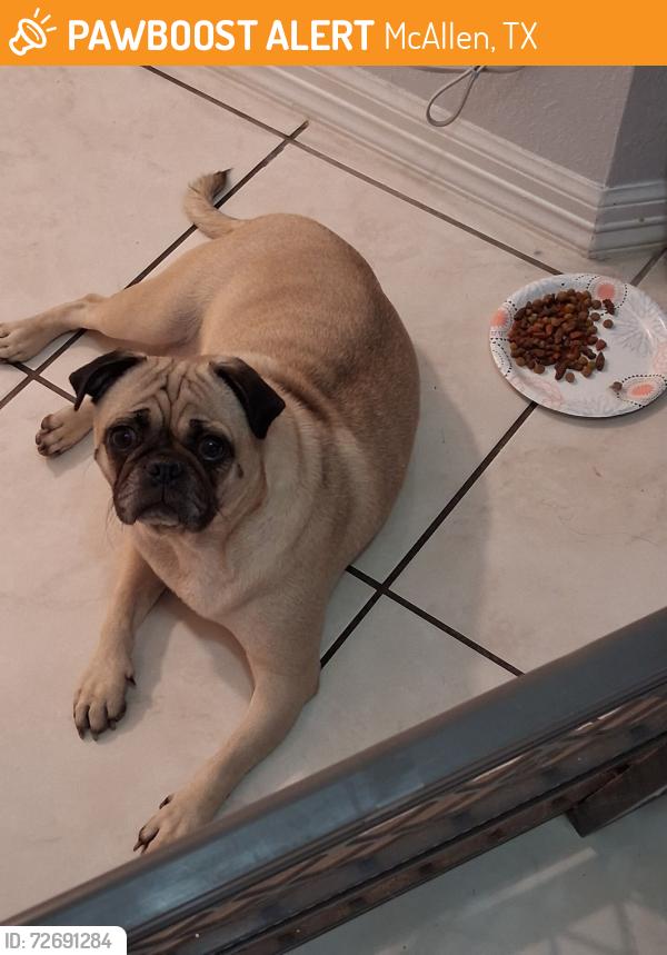 Found/Stray Unknown Dog last seen By STC , McAllen, TX 78501
