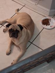 Found/Stray Unknown Dog last seen By STC , McAllen, TX 78501