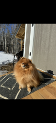 Lost Male Dog last seen Hidden Valley estates T7Y 2T3, Carvel, AB T7Y 2T3