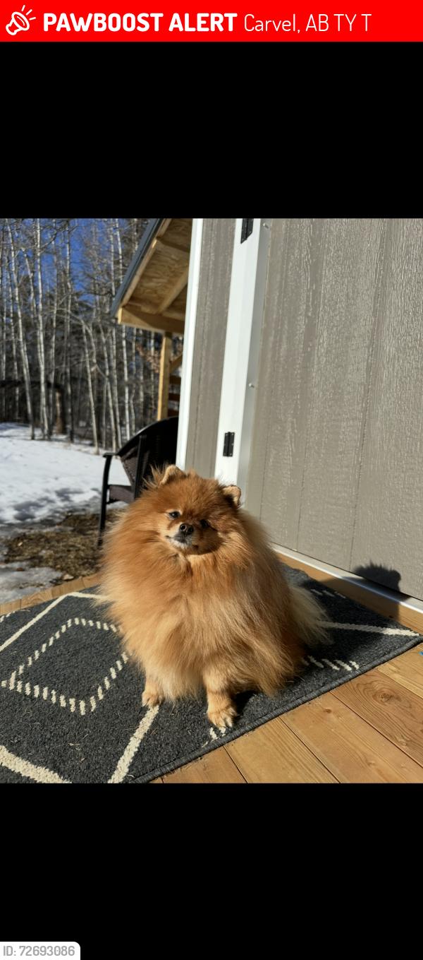 Lost Male Dog last seen Hidden Valley estates T7Y 2T3, Carvel, AB T7Y 2T3