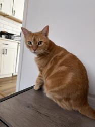 Lost Female Cat last seen McCausland St and Sus St, Lynchburg, VA 24501