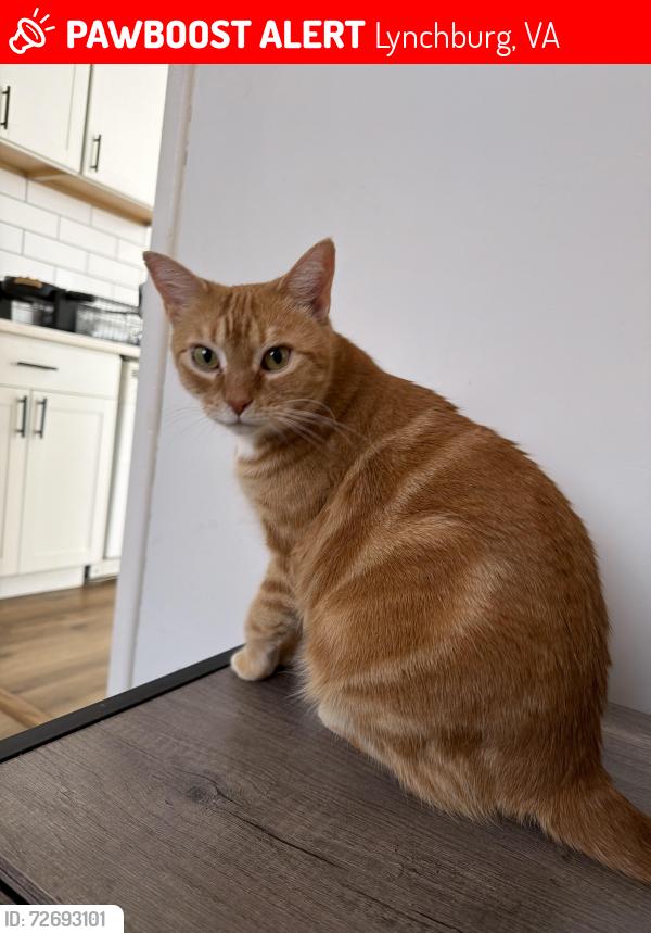 Lost Female Cat last seen McCausland St and Sus St, Lynchburg, VA 24501
