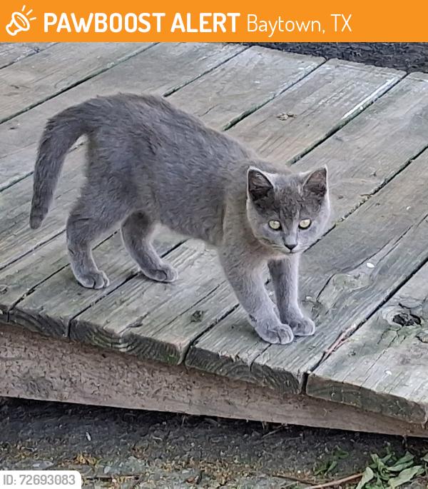 Found/Stray Unknown Cat last seen Baytown RV park , Baytown, TX 77520