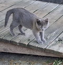 Found/Stray Unknown Cat last seen Baytown RV park , Baytown, TX 77520