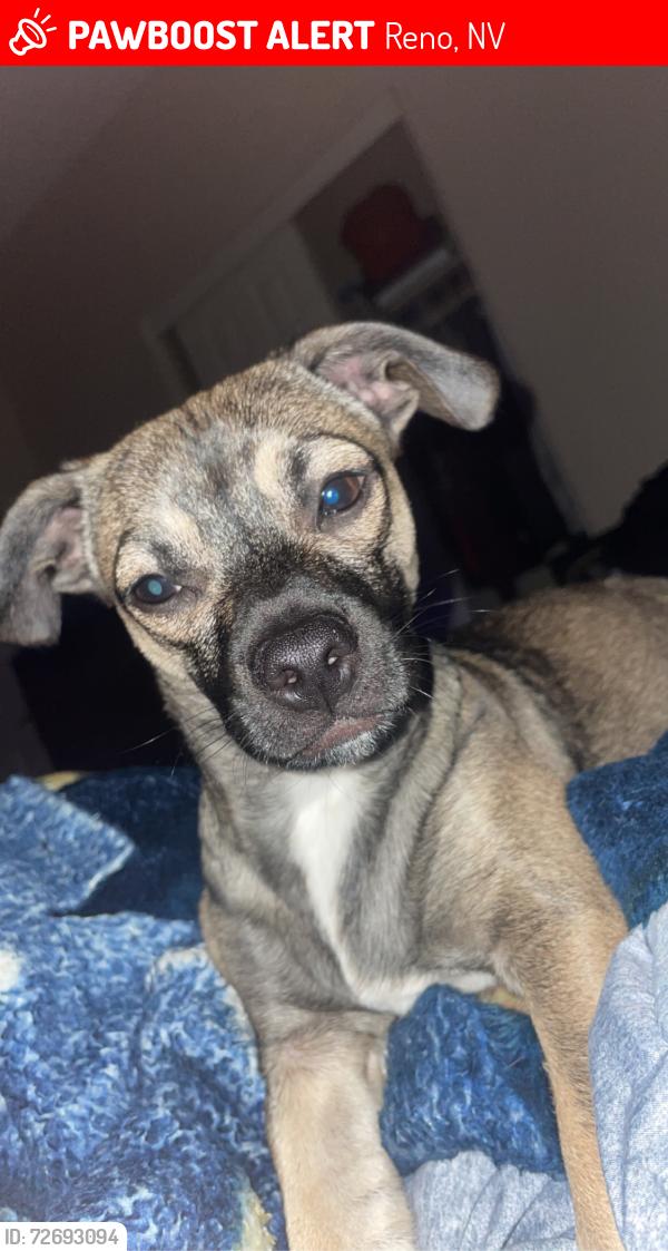 Lost Male Dog last seen In the golden valley area by devon court street , Reno, NV 89506