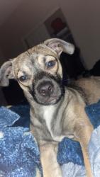 Lost Male Dog last seen In the golden valley area by devon court street , Reno, NV 89506