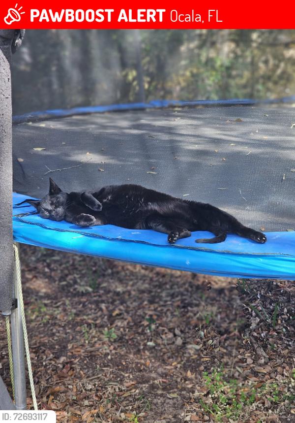 Lost Male Cat last seen Mericamp, Ocala, FL 34472