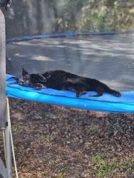 Lost Male Cat last seen Mericamp, Ocala, FL 34472