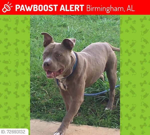 Lost Male Dog last seen Eastlake, Birmingham, AL 35206
