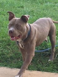 Lost Male Dog last seen Eastlake, Birmingham, AL 35206