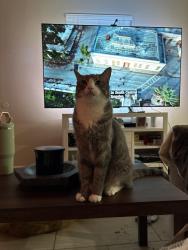 Lost Male Cat last seen Villa park Dr , Austin, TX 78729