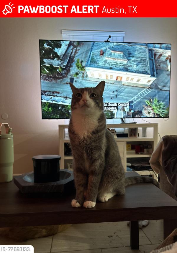 Lost Male Cat last seen Villa park Dr , Austin, TX 78729