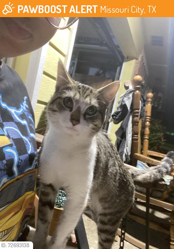 Found/Stray Male Cat last seen Quail Glen Subdivision, Missouri City, TX 77489