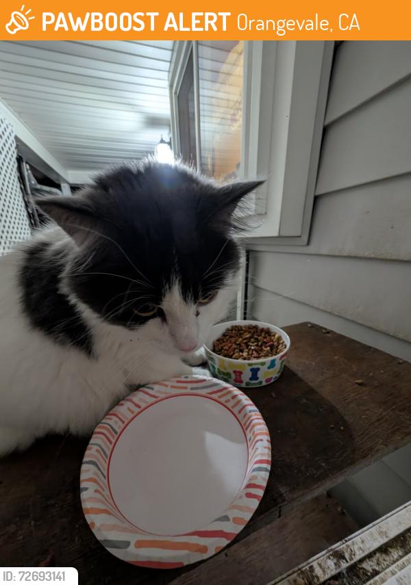 Found/Stray Unknown Cat last seen Corinne and Steve Way , Orangevale, CA 95662