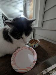 Found/Stray Unknown Cat last seen Corinne and Steve Way , Orangevale, CA 95662