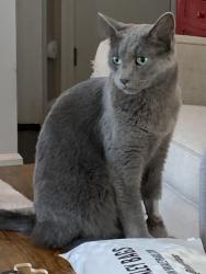 Lost Male Cat last seen Portage Trail, Cuyahoga Falls, OH 44221