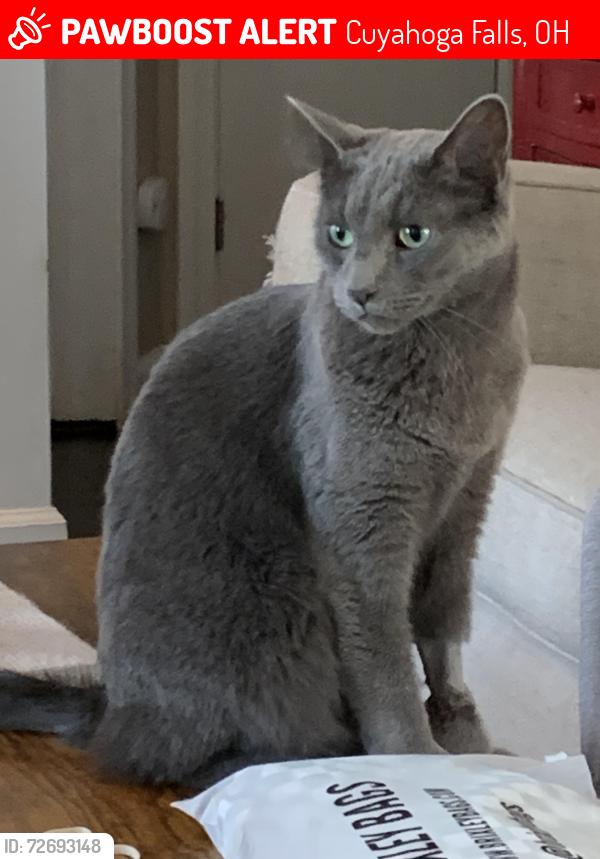 Lost Male Cat last seen Portage Trail, Cuyahoga Falls, OH 44221