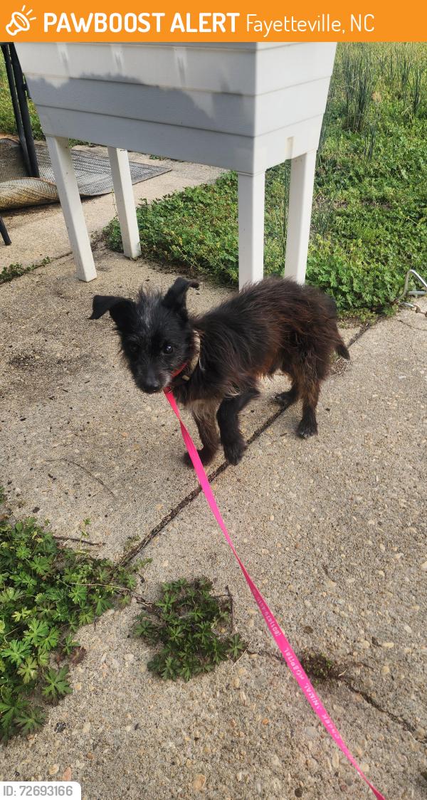Found/Stray Male Dog last seen Reilly and Morganton , Fayetteville, NC 28314