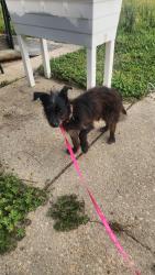 Found/Stray Male Dog last seen Reilly and Morganton , Fayetteville, NC 28314