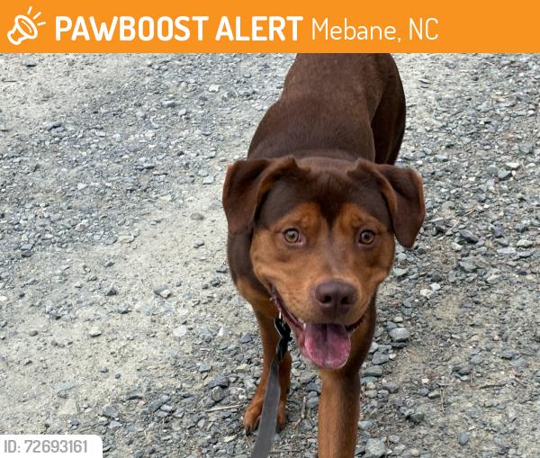 Found/Stray Male Dog last seen Near Park Center Dr., Mebane , Mebane, NC 27302