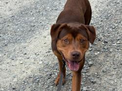 Found/Stray Male Dog last seen Near Park Center Dr., Mebane , Mebane, NC 27302