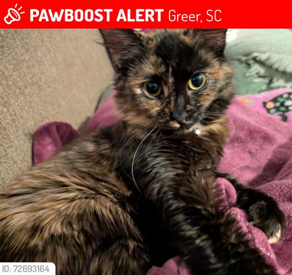 Lost Female Cat last seen Near wright dr, Greer, SC 29651