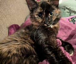 Lost Female Cat last seen Near wright dr, Greer, SC 29651