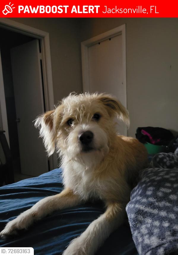 Lost Male Dog last seen Norde St, Jacksonville, FL 32210