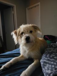 Lost Male Dog last seen Norde St, Jacksonville, FL 32210