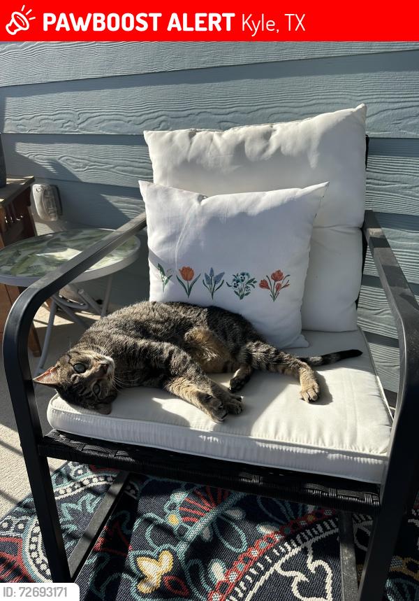 Lost Female Cat last seen Richardson , Kyle, TX 78640