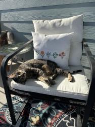 Lost Female Cat last seen Richardson , Kyle, TX 78640