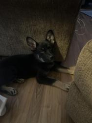 Found/Stray Male Dog last seen Toccoa Elks Lodge, Toccoa, GA 30598
