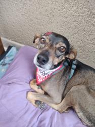 Lost Male Dog last seen Rua Miguel Caluf, Rua Salvador, Rua Goiânia, Rua José Binhara, Rua Vicente de Carvalho, Cajuru, PR 82590-300