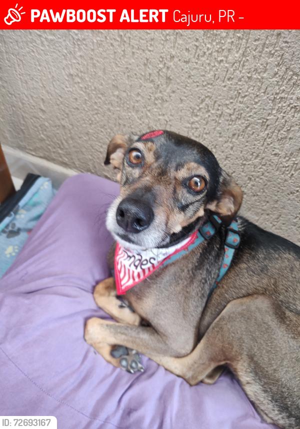 Lost Male Dog last seen Rua Miguel Caluf, Rua Salvador, Rua Goiânia, Rua José Binhara, Rua Vicente de Carvalho, Cajuru, PR 82590-300