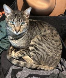 Lost Female Cat last seen Plum Creek North, Kyle, TX 78640