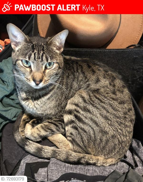 Lost Female Cat last seen Plum Creek North, Kyle, TX 78640