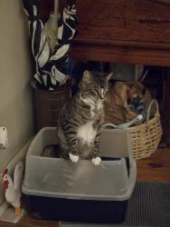 Lost Female Cat last seen 1711Kilgore Road , Baytown, TX 77520