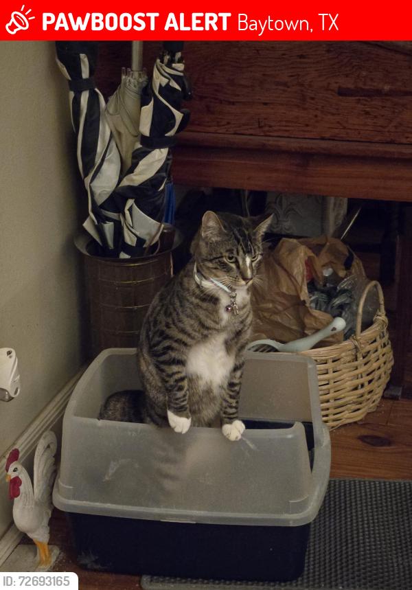 Lost Female Cat last seen 1711Kilgore Road , Baytown, TX 77520