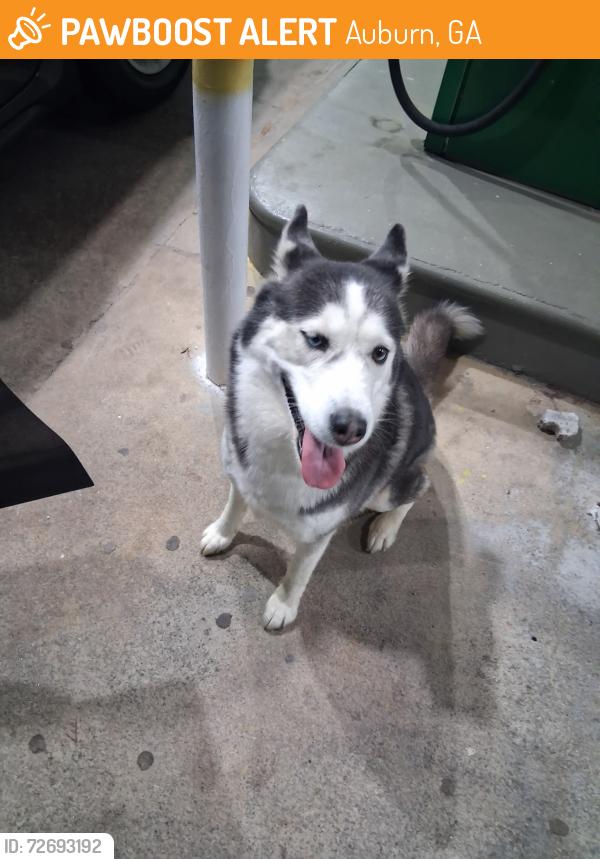 Found/Stray Female Dog last seen Carl cedar Hill rd, and Atlanta highway , Auburn, GA 30011