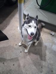 Found/Stray Female Dog last seen Carl cedar Hill rd, and Atlanta highway , Auburn, GA 30011