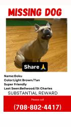Lost Male Dog last seen St Charles, Bellwood, IL 60104