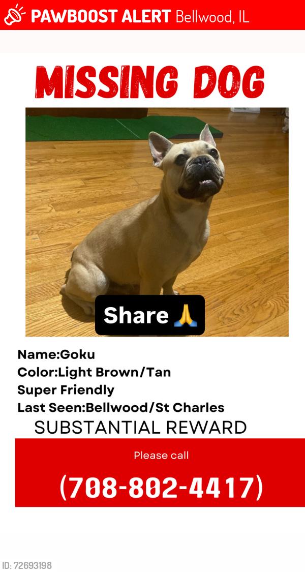 Lost Male Dog last seen St Charles, Bellwood, IL 60104