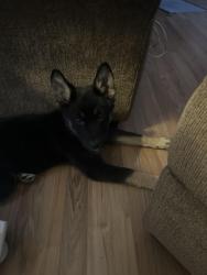 Found/Stray Male Dog last seen Toccoa Elks Lodge, Toccoa, GA 30598