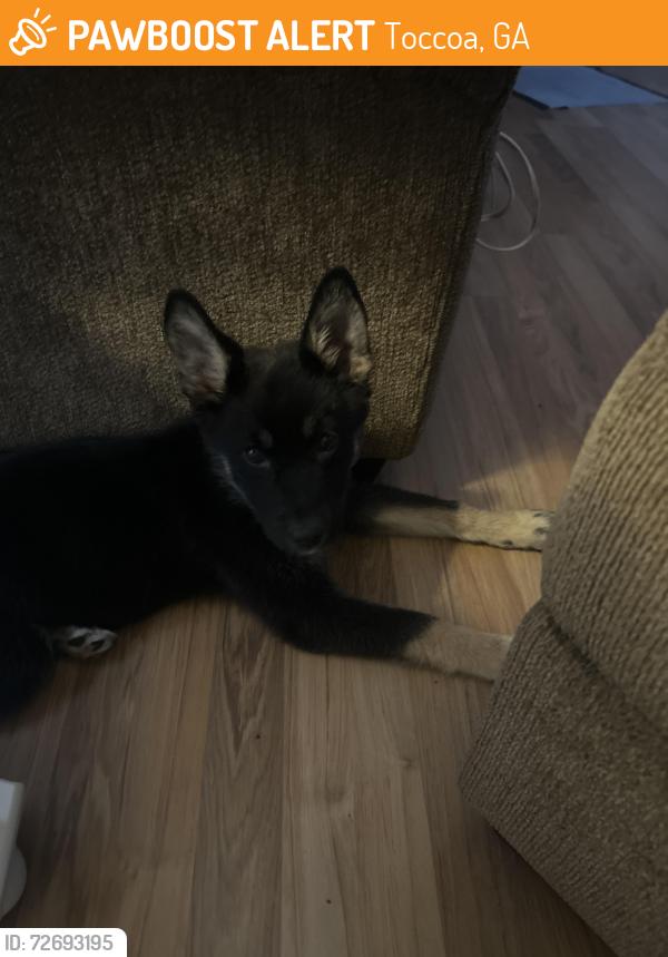 Found/Stray Male Dog last seen Toccoa Elks Lodge, Toccoa, GA 30598