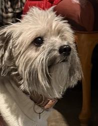 Found/Stray Female Dog last seen Milwaukie, OR  SE king and Fuller, Clackamas County, OR 97222