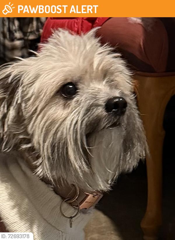 Found/Stray Female Dog last seen Milwaukie, OR  SE king and Fuller, Clackamas County, OR 97222