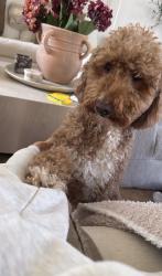 Lost Female Dog last seen Park shore neighborhood in cumming , Cumming, GA 30041