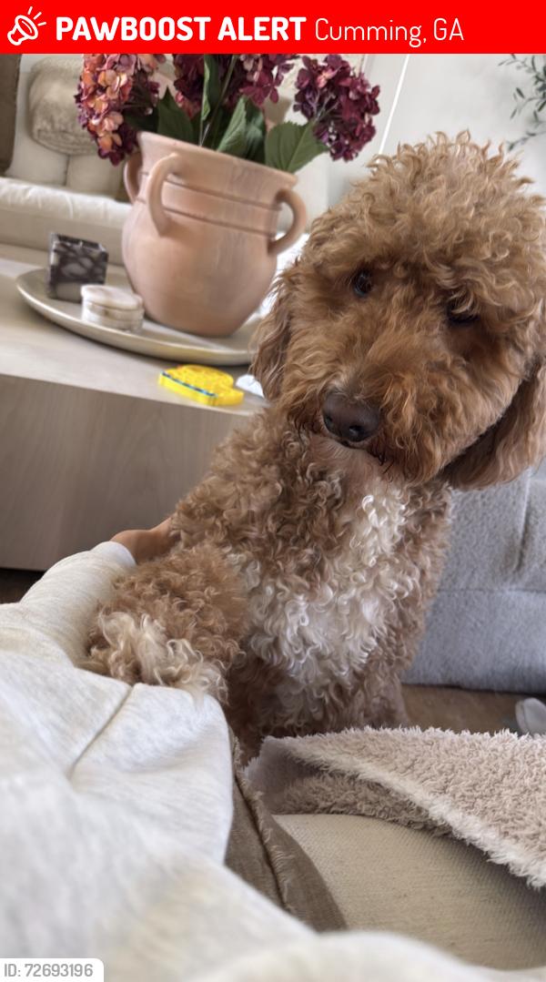 Lost Female Dog last seen Park shore neighborhood in cumming , Cumming, GA 30041